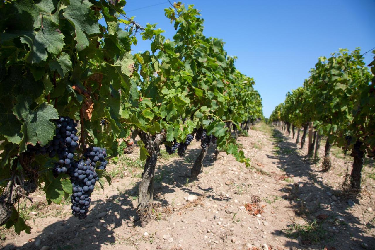 Wine Hote Chambre D'Hotes Le Pian-Médoc Buitenkant foto